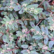 Spotted Spurge